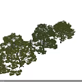 Three Different Shaped Trees With Lush Green Foliage Against Black Background