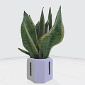 Green Snake Plant Potted Plant With Yellow Edged Leaves And White Ceramic Pot