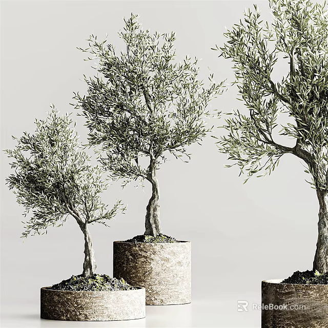 Olive Tree Bonsai Potted Plants With Different Sizes And Textured Pots 3d model