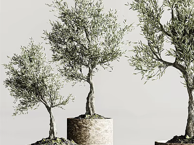 Olive Tree Bonsai Potted Plants With Different Sizes And Textured Pots 3d model