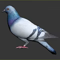 Blue and white pigeon with purple iridescent sheen red eyes pink feet on dark background