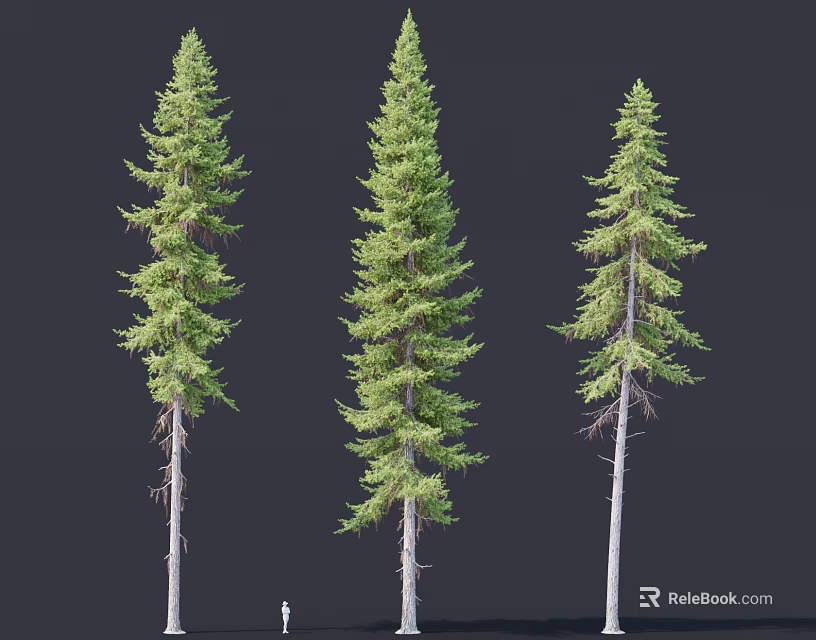 Three Tall Coniferous Trees With Straight Trunks And Lush Green Foliage 3d model 