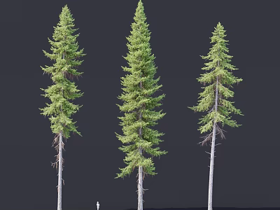 Three Tall Coniferous Trees With Straight Trunks And Lush Green Foliage 3d model
