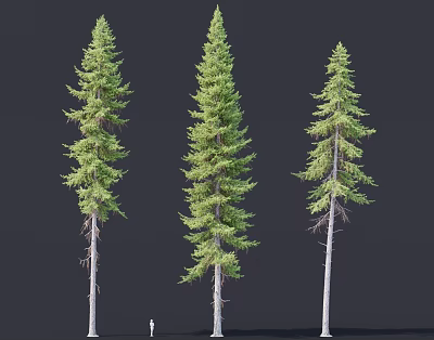 Three Tall Coniferous Trees With Straight Trunks And Lush Green Foliage 3d model