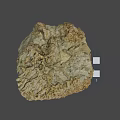 Natural Rock Sample With Fossilized Structures And 1cm Scale Measurement 3d model