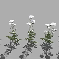 Green Leaf Plants With White Flowers And Lush Foliage Arranged In Multiple Groups