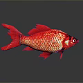 Vibrant Red Aquatic Fish With Shiny Scales Tail Fins And Reflection On Dark Background