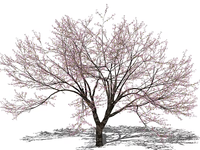 Flowering Tree With Pink Blossoms Spreading Branches Thick Trunk And Natural Shadow 3d model