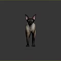 Siamese Cat With Cream And Dark Brown Fur Standing On A Grey Background With Reflection