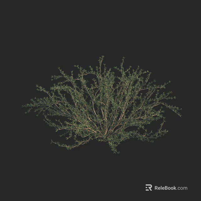 Green Shrub With Lush Foliage And Dense Branches On Black Background 3d model