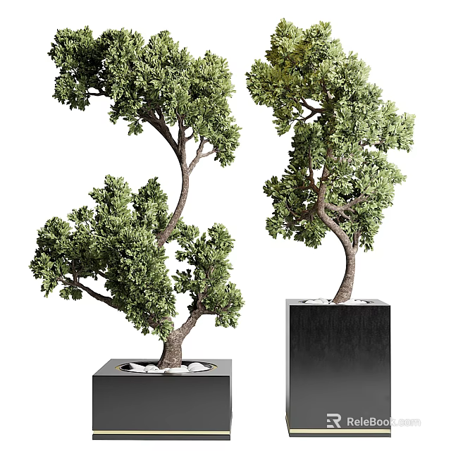 Bonsai Potted Plants With Curved Trunks Green Foliage And Black Square Bases 3d model 