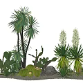 Advanced small fresh courtyard indoor greening wall sand plants cactus desert plants landscaping lazy people must 3d model