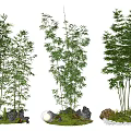 Decorative Bamboo Plants with Natural Stones and Lush Green Grass in Garden