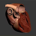 Detailed Human Thoracic Organ Heart Anatomical 3D Model Showing Internal Structure
