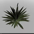 Green Succulent Plant with Radial Arrangement of Textured Leaves in 3D Rendered Form