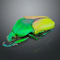 Shiny Green And Yellow Beetle With Glossy Body On Dark Background
