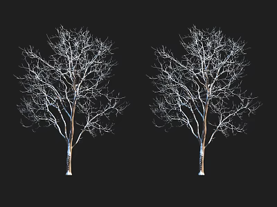 Two Leafless Trees With Snowy Branches Standing Against Black Background 3d model