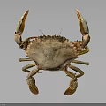 Realistic Brownish Crab With Large Claws Front View Isolated On Dark Background 3d model