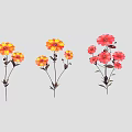 Colorful Yellow And Red Garden Flowers With Multiple Blooms On Slender Stems