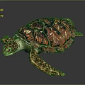 Turtle Cartoon Turtle Snapping Turtle Chickbill Turtle Reptile Cold Blooded Animal Reptile Class 3d model