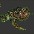 Turtle Turtle Cartoon Turtle Snapping Turtle Chickbill Turtle Reptile Cold Blooded Animal Reptile Reptile Class 3d model