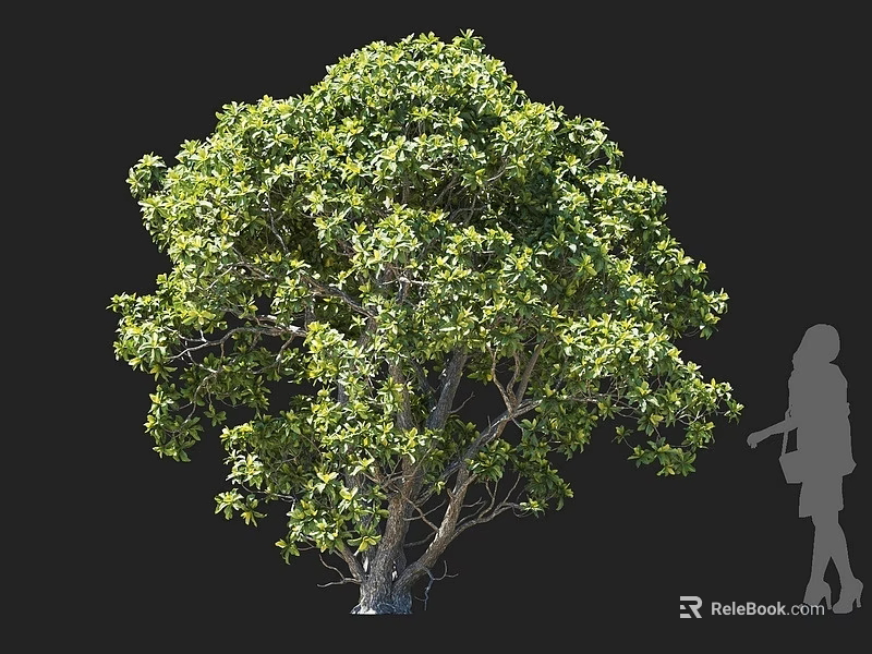 Lush Green Arbor With Dense Foliage Clear Trunk Beside Human Silhouette Against Dark Background 3d model 