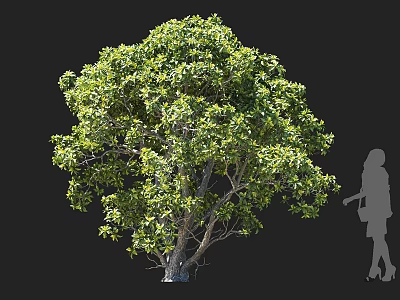 Lush Green Arbor With Dense Foliage Clear Trunk Beside Human Silhouette Against Dark Background 3d model