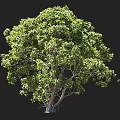 Lush Green Arbor With Dense Foliage Clear Trunk Beside Human Silhouette Against Dark Background
