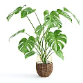 Monstera Potted Plant With Large Green Hole Patterned Leaves In Woven Basket