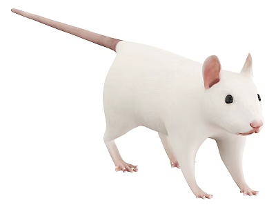 White Rat With Pink Ears And Tail Standing Isolated On White 3d model