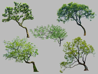 Arbor Trees With Various Shapes And Lush Green Foliage 3d model