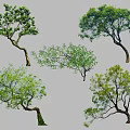 Arbor Trees With Various Shapes And Lush Green Foliage 3d model
