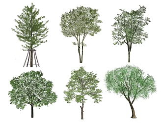 Modern Tree Landscape Tree 3d model