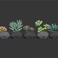 Colorful Succulent Plants In Geometric Stone Pots With Dark Background Reflections