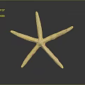 Isolated White Starfish With Five Textured Arms On Dark Reflective Surface 3d model