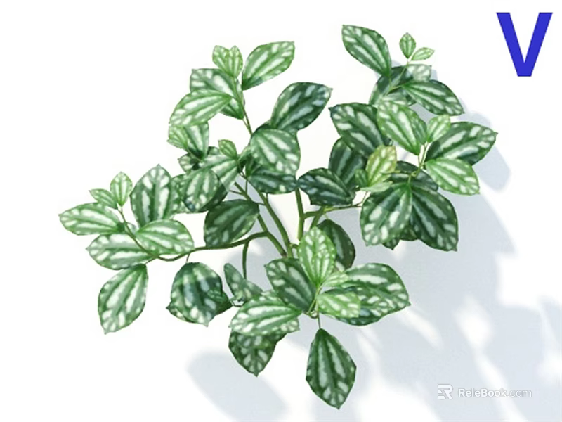 Lush Variegated Leaf Shrub with Green and White Foliage for Indoor Decoration 3d model 