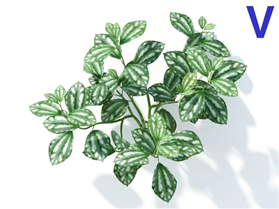 Lush Variegated Leaf Shrub with Green and White Foliage for Indoor Decoration 3d model
