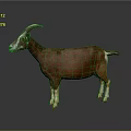 Brown Goat With Curved Horns And White Legs Standing On Neutral Gray Background