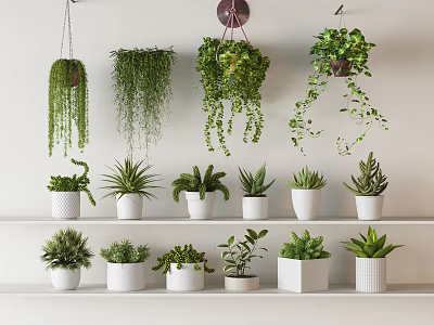 Green Leafy Potted Plants Hanging And On White Shelves With White Pots 3d model