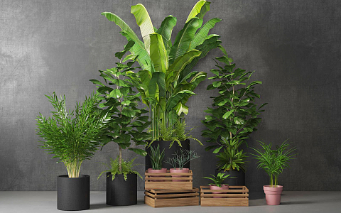 modern potted plant indoor potted plant 3d model