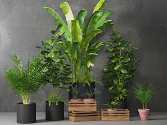 modern potted plant indoor potted plant 3d model