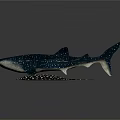 Whale Shark And Spotted Ray Detailed Ocean Creature Models On Dark Surface