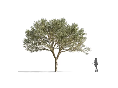 Tall Arbor With Lush Green Leaves And Human Figure Standing Beside 3d model