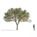 Tall Arbor With Lush Green Leaves And Human Figure Standing Beside