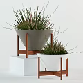 Bonsai and Potted Plants in Black White Ceramic Pots on Wooden Stands Indoor Decor