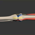 3D Knee Joint Anatomy Model With Ligaments Cartilage And Muscle Tissues