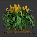 Home Decor Corn Plant with Yellow Cobs Green Leaves on Soil Base