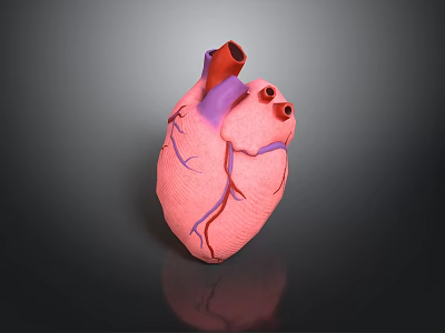 Realistic 3D Human Heart Model With Pink Tissue And Purple Blood Vessels 3d model