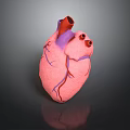 Realistic 3D Human Heart Model With Pink Tissue And Purple Blood Vessels