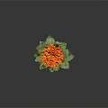 Vibrant Orange Flower in Ceramic Vase with Fresh Green Leaves and Natural Design